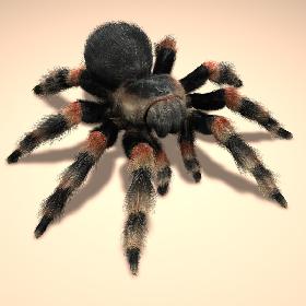 Tarantula (Mexican Redknee) (FUR)